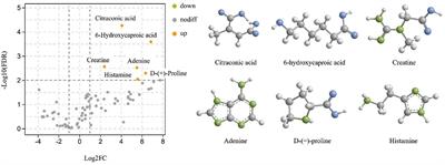 Changes in Microbial Diversity and Nutritional Components of Mare Milk Before and After Traditional Fermentation